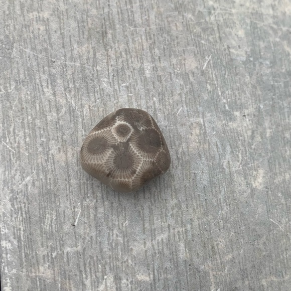 Petoskey stone - Picture 4 of 5